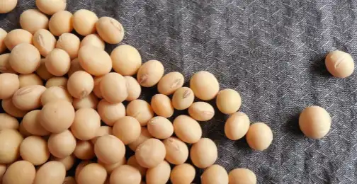 What is soybean extract?